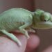 Quel est le meilleur reptile de compagnie ?