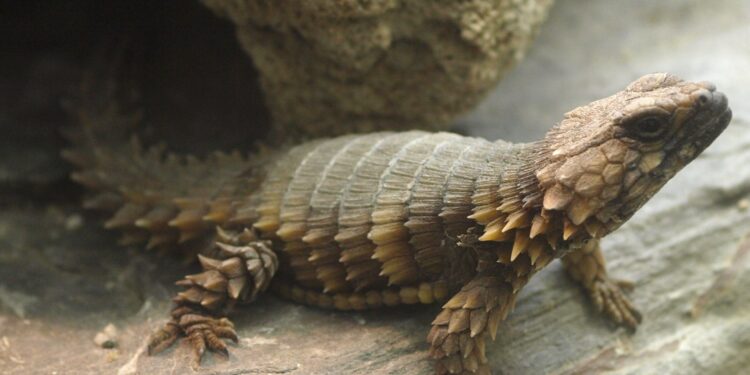 Quel est le meilleur reptile de compagnie ?