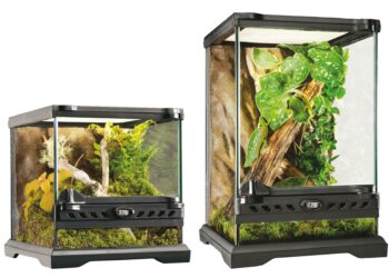 Quel est le meilleur reptile de compagnie ?