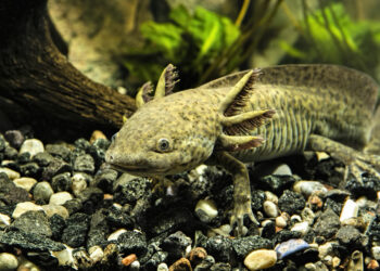 Quel est le meilleur reptile de compagnie ?