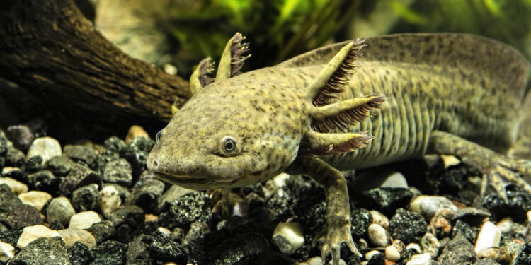 Quel est le meilleur reptile de compagnie ?