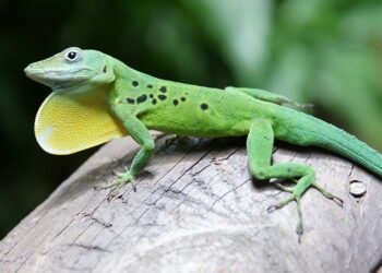 Quel est le meilleur reptile de compagnie ?