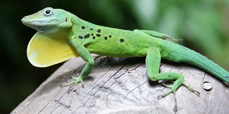 Quel est le meilleur reptile de compagnie ?