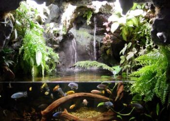 Quel est le meilleur reptile de compagnie ?