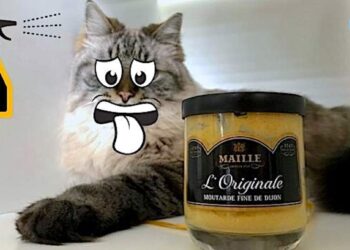 Quel est le meilleur répulsif pour les chats ?