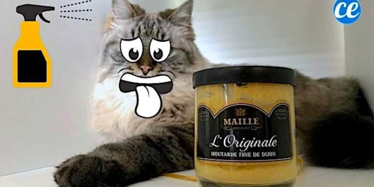 Quel est le meilleur répulsif pour les chats ?