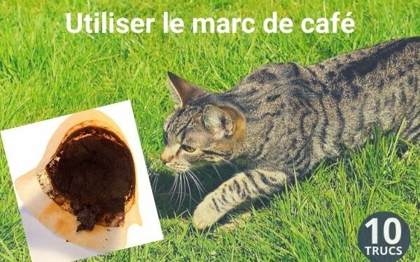 Quel est le meilleur répulsif pour les chats ?