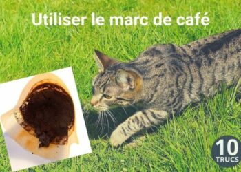 Quel est le meilleur répulsif pour les chats ?