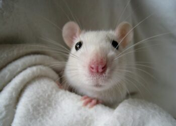 Quel est le meilleur rongeur de compagnie ?