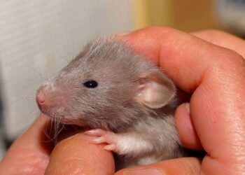 Quel est le meilleur rongeur pour un enfant ?