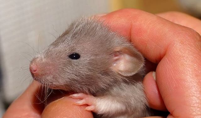 Quel est le meilleur rongeur pour un enfant ?