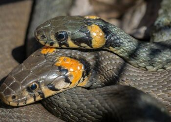 Quel est le meilleur serpent à adopter ?