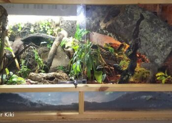 Quel est le meilleur serpent pour commencer ?