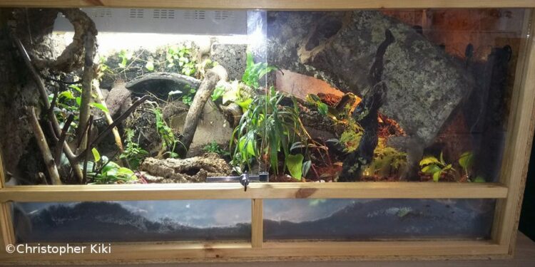 Quel est le meilleur serpent pour commencer ?