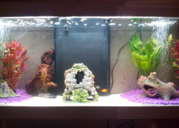 Quel est le meilleur sol pour aquarium ?