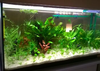 Quel est le meilleur sol pour aquarium ?