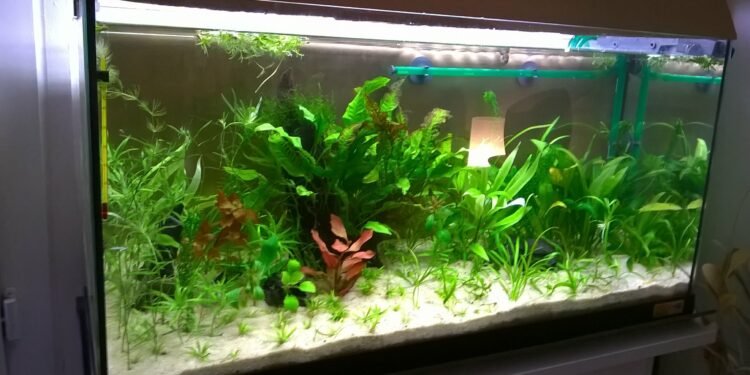 Quel est le meilleur sol pour aquarium ?