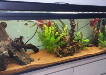 Quel est le meilleur sol pour aquarium ?