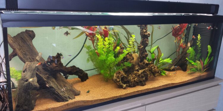 Quel est le meilleur sol pour aquarium ?