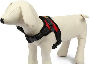 Quel est le meilleur type de harnais ?