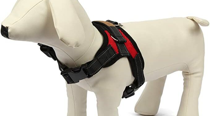 Quel est le meilleur type de harnais ?