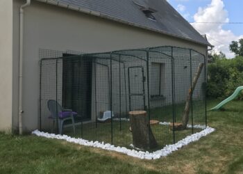 Quel est le mieux pour transporter un chat ?