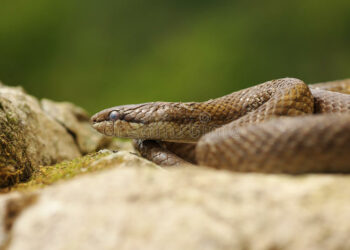 Quel est le mode de vie du serpent ?