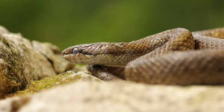 Quel est le mode de vie du serpent ?
