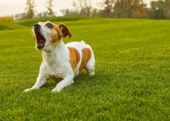 Quel est le niveau sonore d'un chien qui aboie ?
