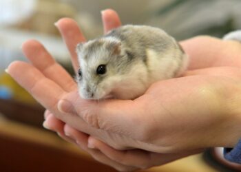 Quel est le nom de la femelle du hamster ?