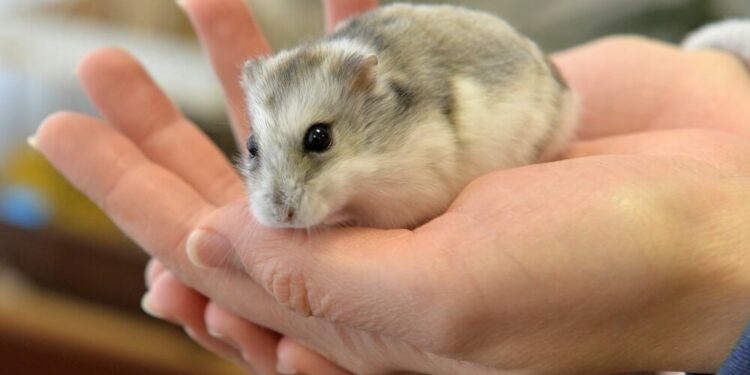 Quel est le nom de la femelle du hamster ?