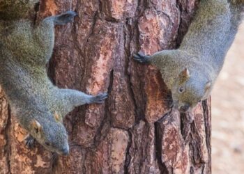 Quel est le nom de la femme de l'écureuil ?