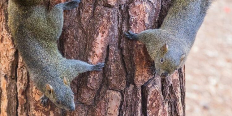 Quel est le nom de la femme de l'écureuil ?