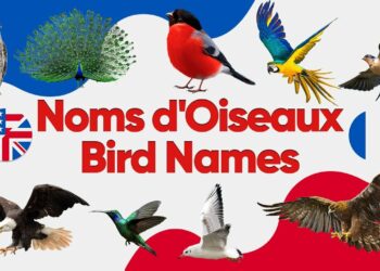 Quel est le nom d'oiseau ?