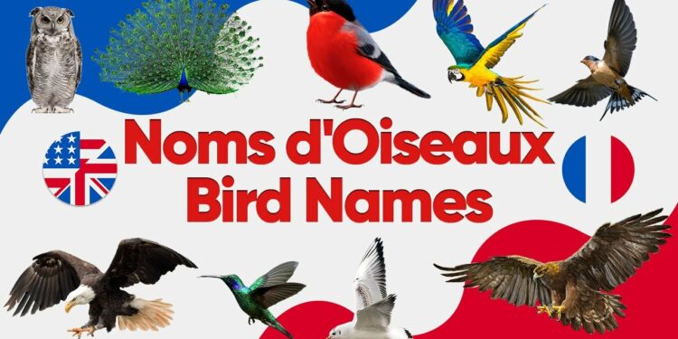 Quel est le nom d'oiseau ?
