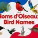 Quel est le nom d'oiseau ?
