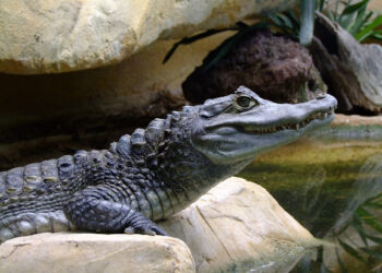 Quel est le nom du bébé crocodile ?