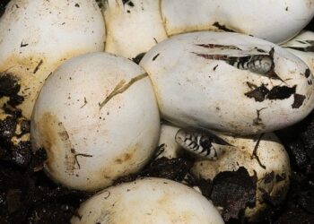 Quel est le nom du bébé de la tortue ?