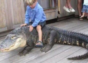 Quel est le nom du bébé de la tortue ?