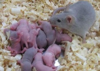 Quel est le nom du bébé du lama ?