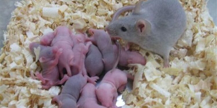 Quel est le nom du bébé du lama ?