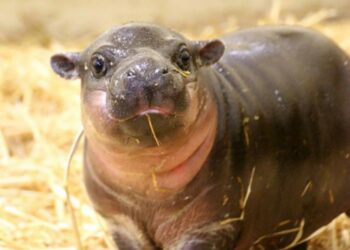 Quel est le nom du bébé hibou ?