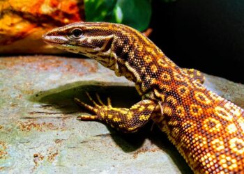 Quel est le nom du bébé lézard ?