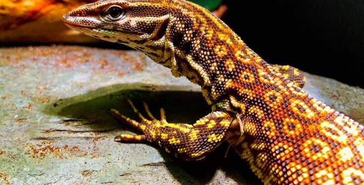 Quel est le nom du bébé lézard ?