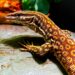 Quel est le nom du bébé lézard ?