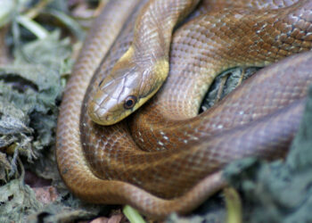 Quel est le nom du bébé pingouin ?