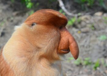 Quel est le nom du bébé poisson ?