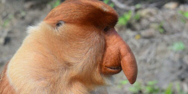 Quel est le nom du bébé poisson ?