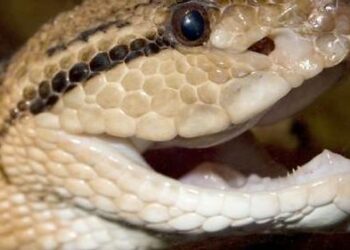 Quel est le nom du bébé requin ?