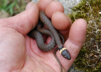 Quel est le nom du bébé serpent ?